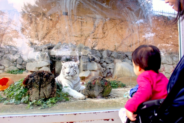東武動物公園でホワイトタイガーを見つめる子ども